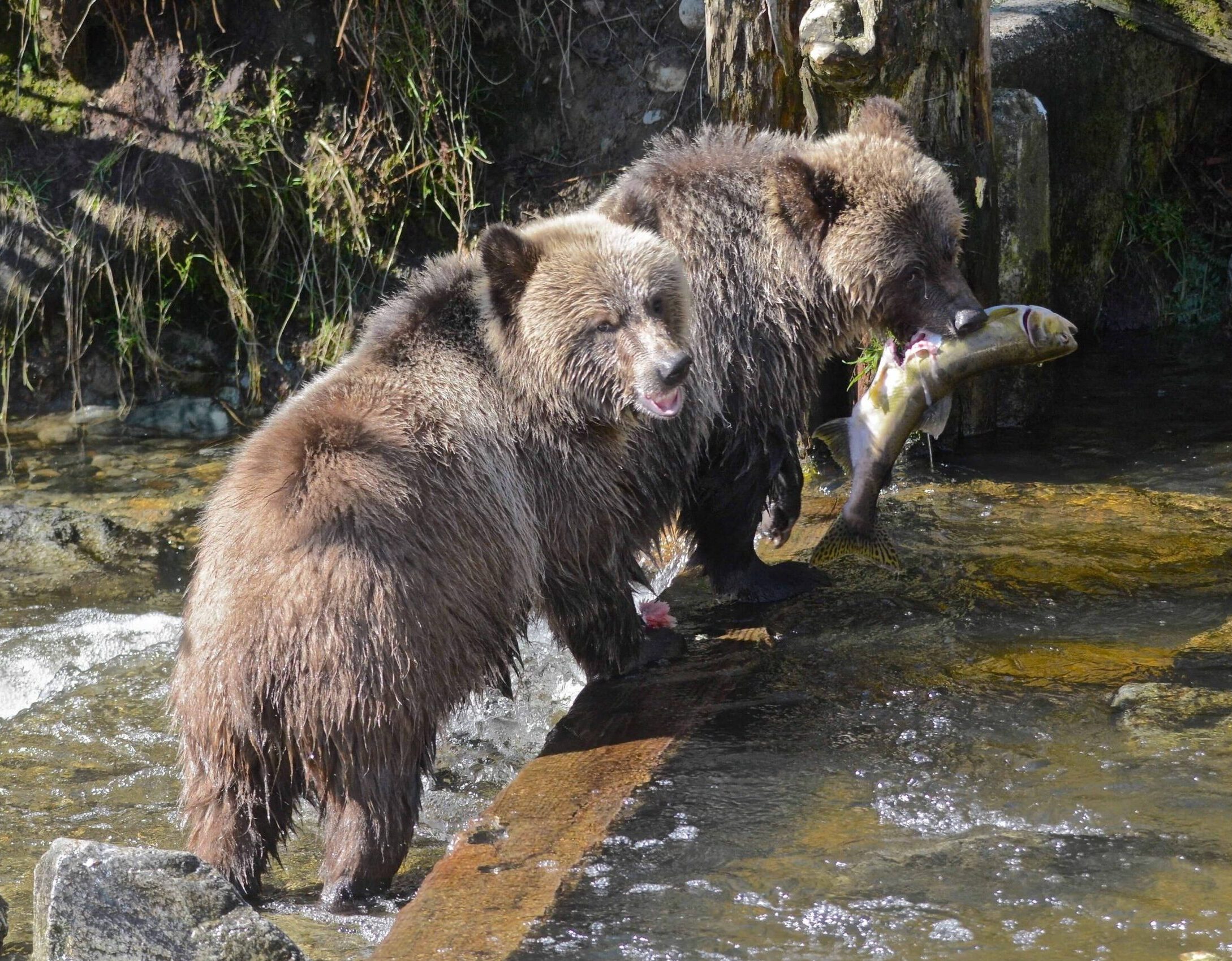 Zwei junge Grizzlybären beim Lachsfang in einem Fluss