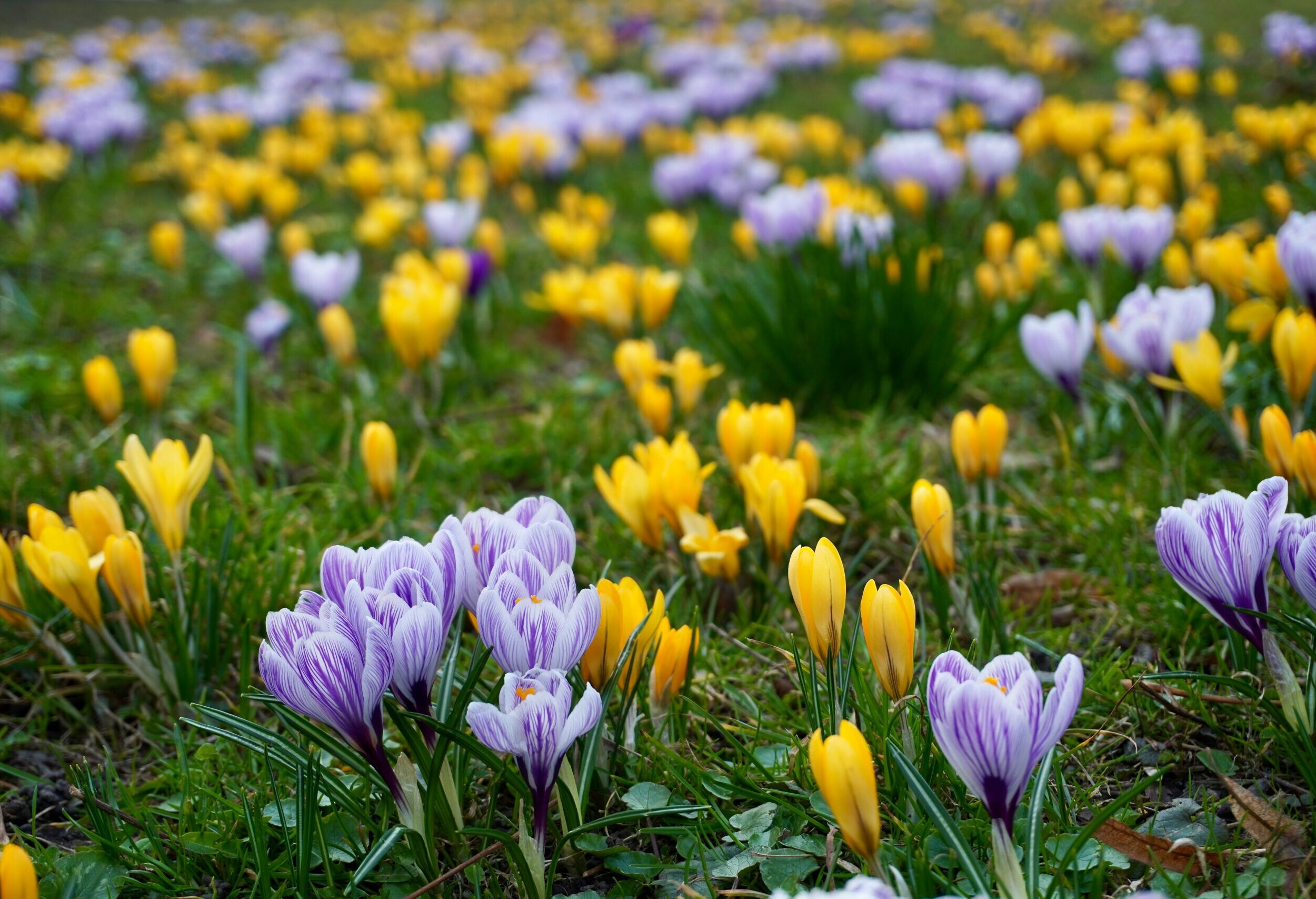 Lila und gelbe Krokusse auf einer Frühlingswiese