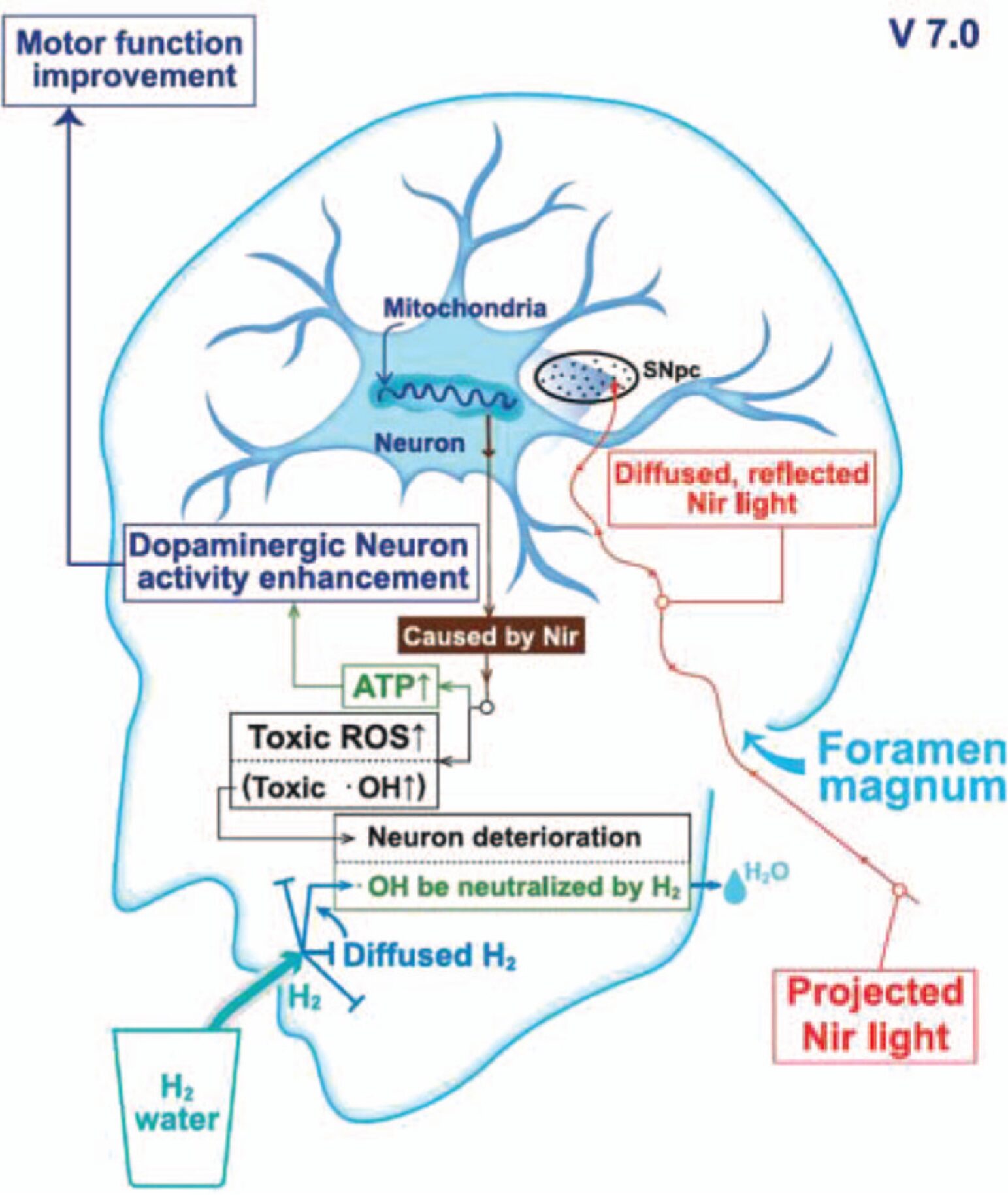 Schematische Darstellung des Wirkmechanismus von Wasserstoff und Nahinfrarotlicht bei Parkinson — H₂ neutralisiert toxische Hydroxylradikale im Gehirn, NIR-Licht steigert die ATP-Produktion in dopaminergen Neuronen (Hong 2021)